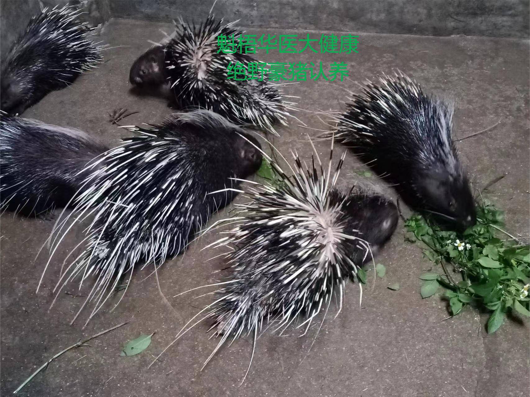 最新豪猪回收商家方法分析(最方便真实的德宏豪猪卖去什么地方方法)